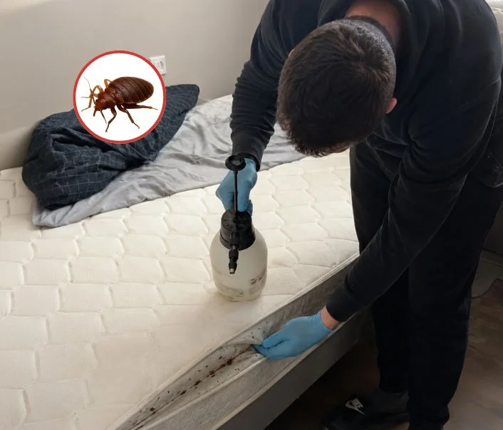 Technicien traitant un matelas contre les punaises de lit à Guignes